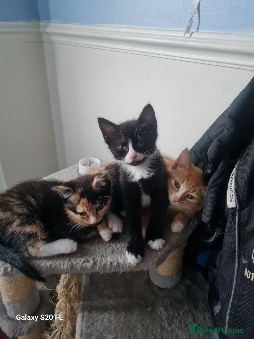 Mixed Breed cats for sale: Male kitten - Image 1