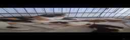 Turkish Van cats for sale: 4 beautiful Turkish van babies  - Advert 4
