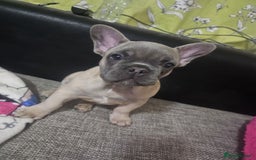 French Bulldog dogs for sale: Blue French bulldog puppy  - Image 6