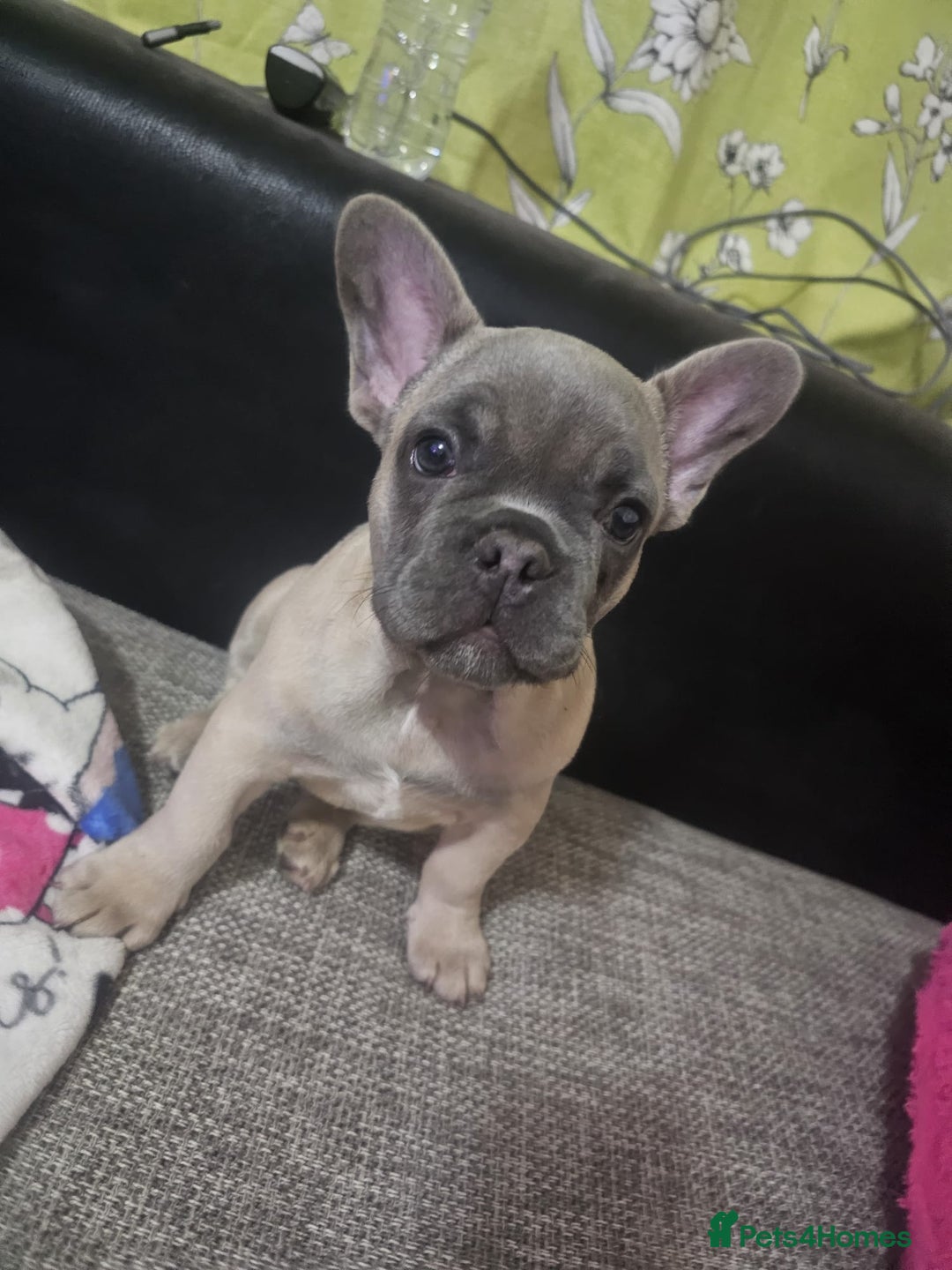 French Bulldog dogs for sale: Blue French bulldog puppy  - Image 6