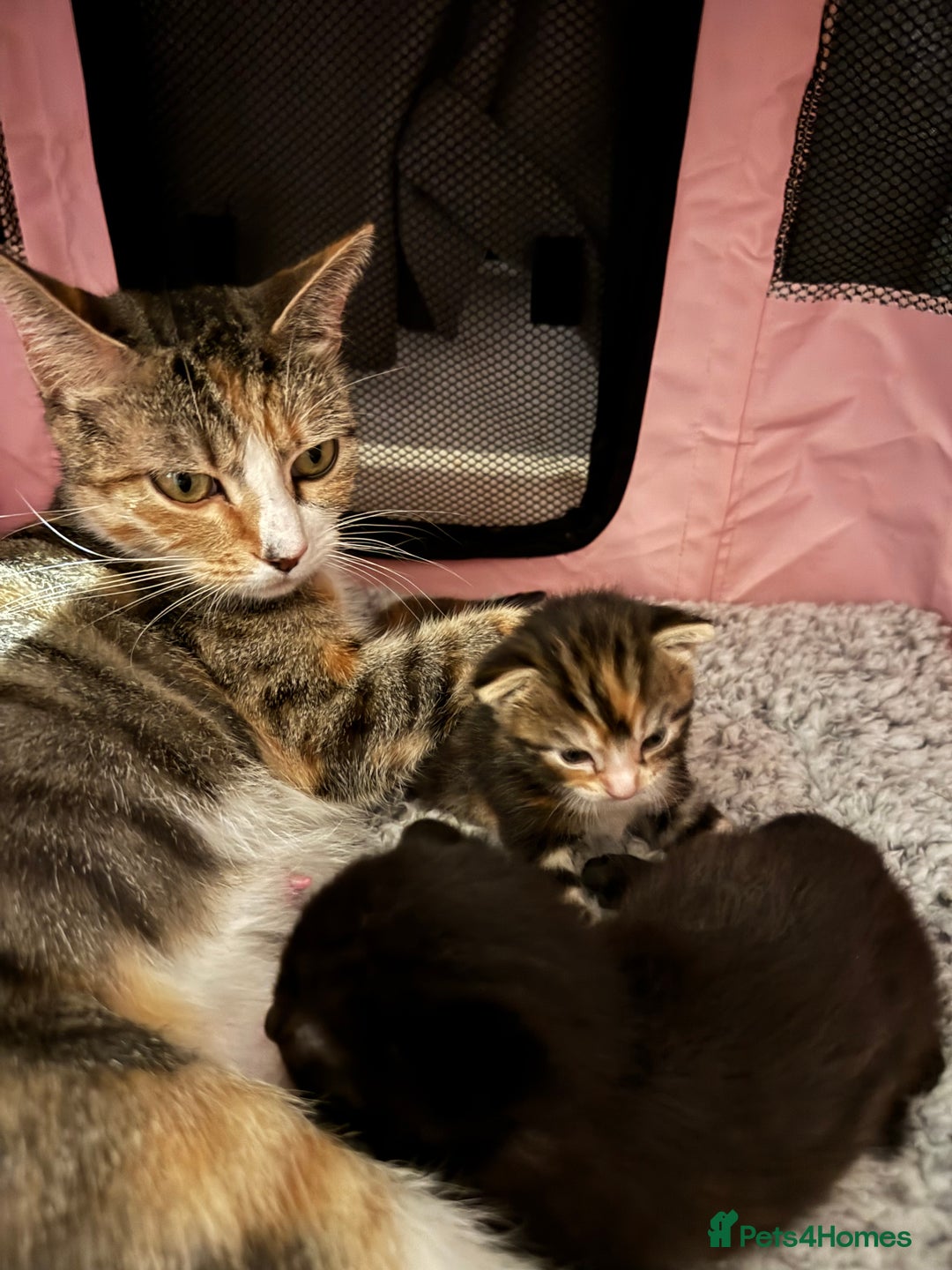 Mixed Breed cats for sale: Beautiful half Maine coon kittens  - Advert 1