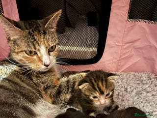 Mixed Breed cats Beautiful half Maine coon kittens - Advert 1