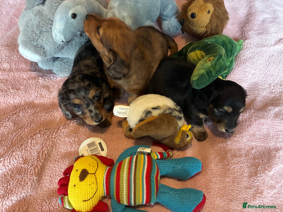 Dachshund dogs for sale: KC reg PRA clear gorgeous puppies - Image 6