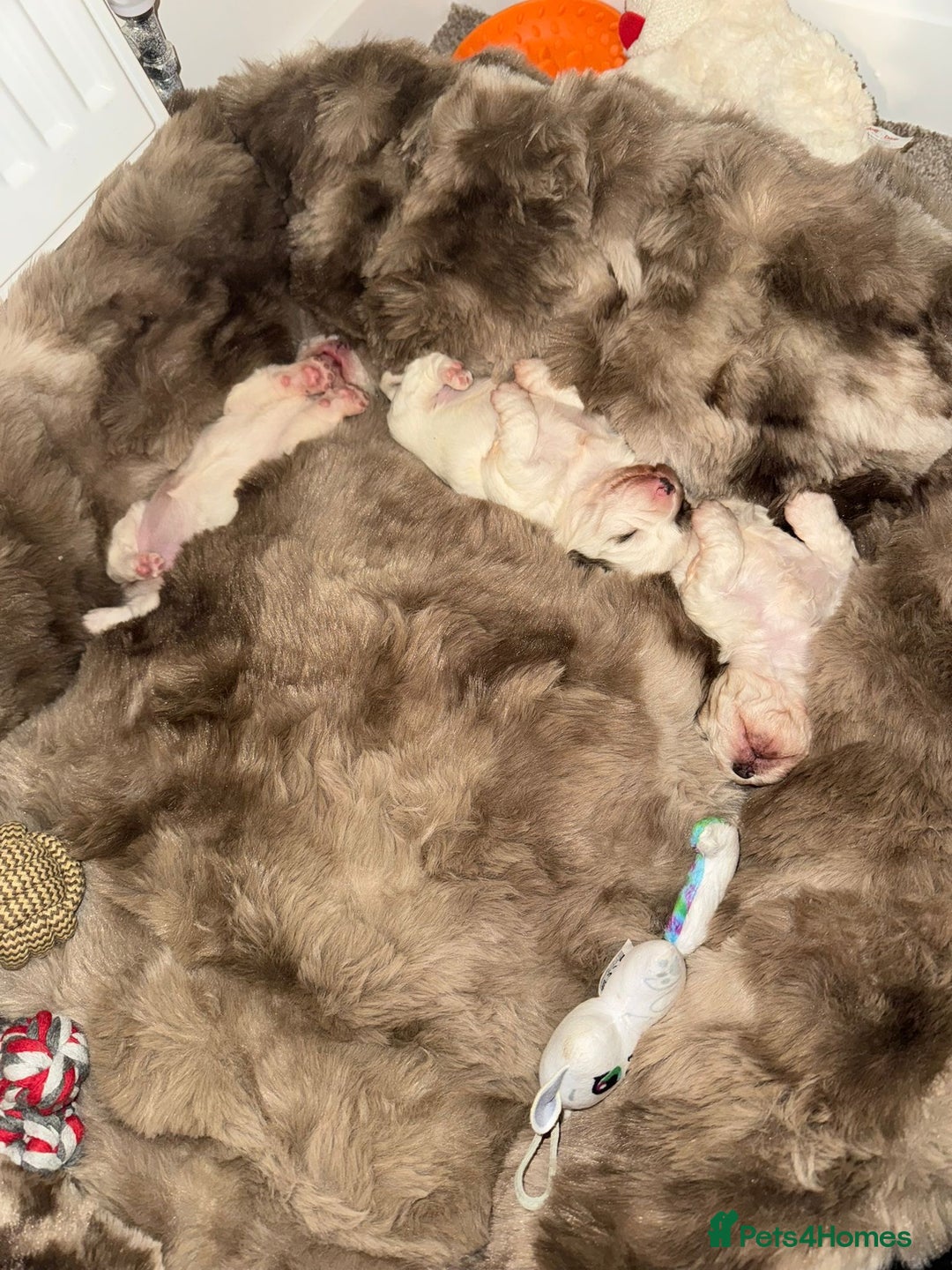 Poochon dogs for sale: Poochon puppies  - Advert 4