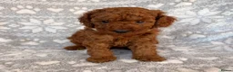 Toy Poodle dogs for sale: 🐾 KC register Red Toy Poodle Puppies 🐾  in Caerphilly - Advert 10