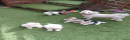 Bichon Frise dogs for sale: Bichon puppies - Advert 6