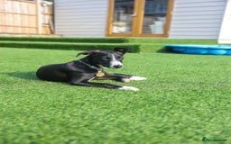 Mixed Breed dogs for adoption: Delightful Dolly - Image 17