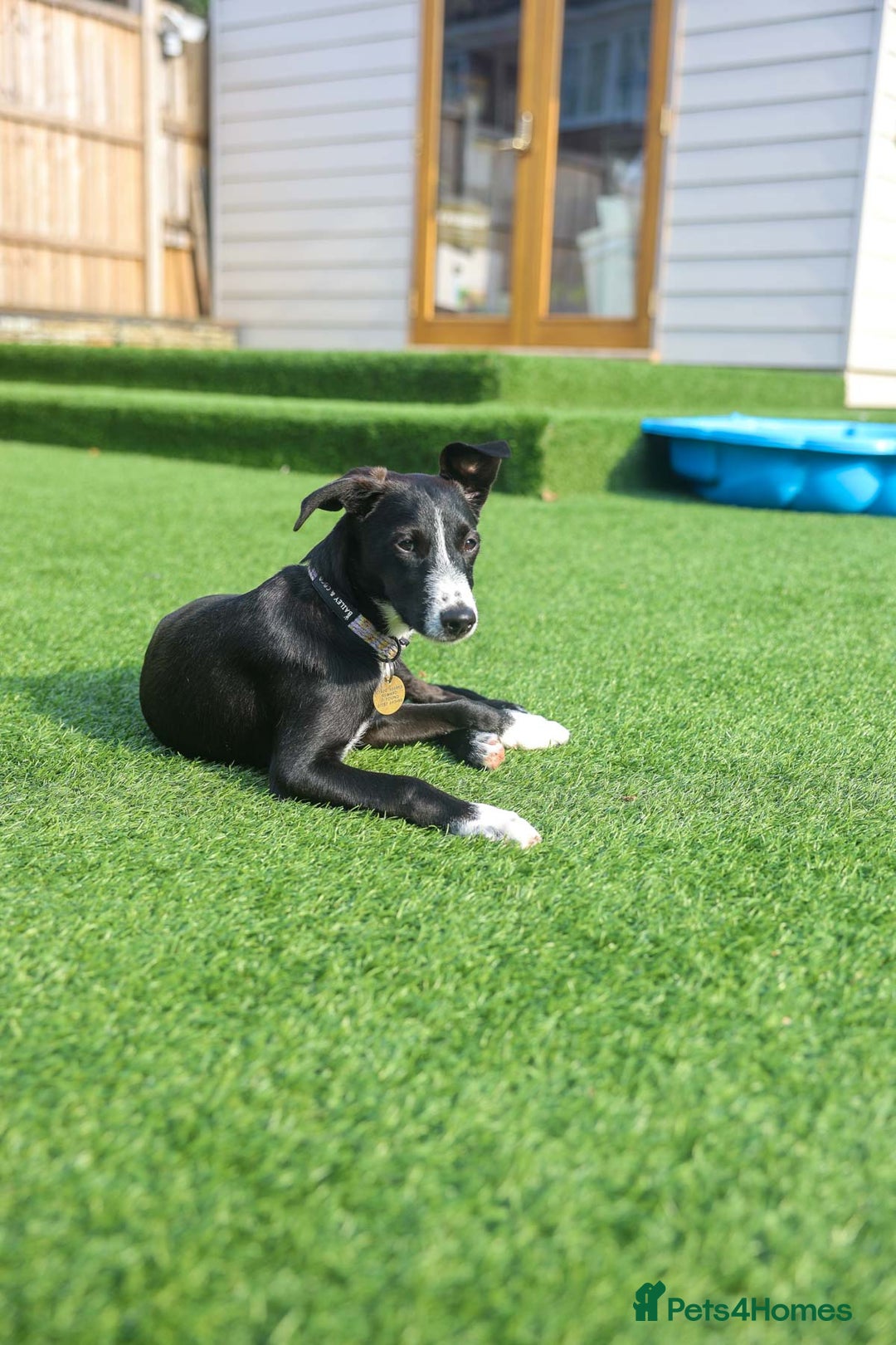 Mixed Breed dogs for adoption: Delightful Dolly - Image 17
