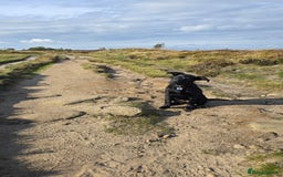 Mixed Breed dogs for sale: Tilly the Sheprador GSD/Lab cross - Image 5