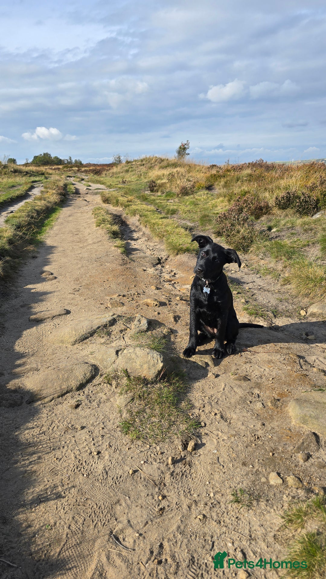 Mixed Breed dogs for sale: Tilly the Sheprador GSD/Lab cross - Image 5