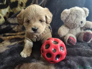 Maltipoo dogs Adorable Maltipoo puppy boy for Sale . - Advert 4