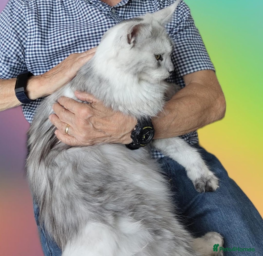 Maine Coon cats for sale: Beautiful HIGH Black Smoke Female (Shaded Parents) - Image 3