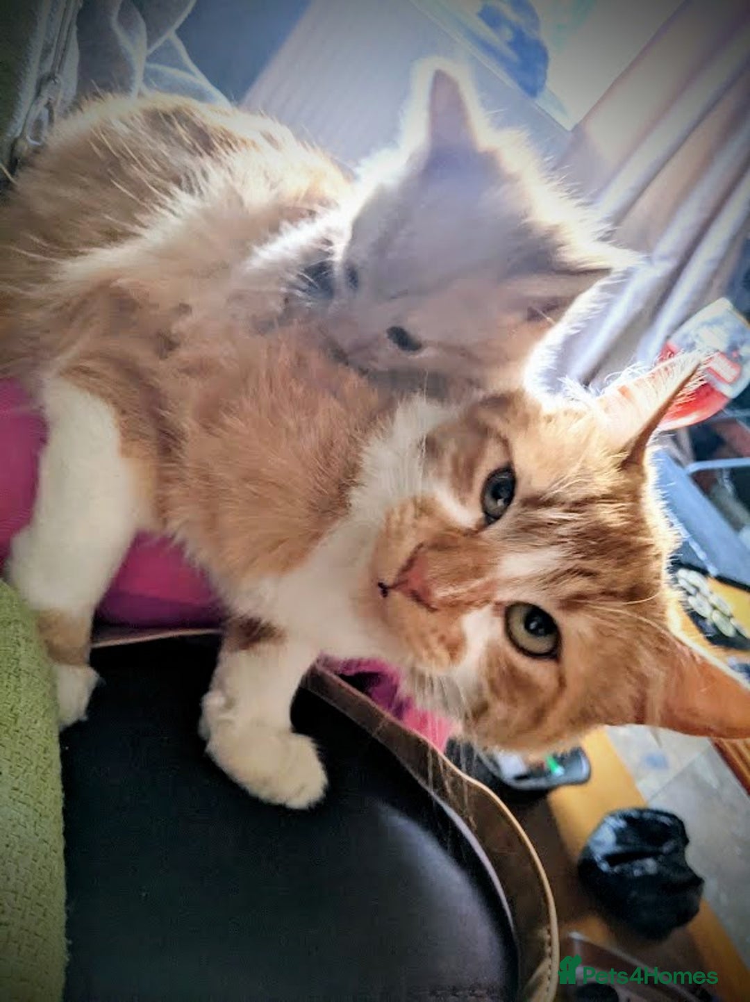 Maine Coon cats for sale: Exceptional Maine Coon x BSH Kittens Available Now - Image 11