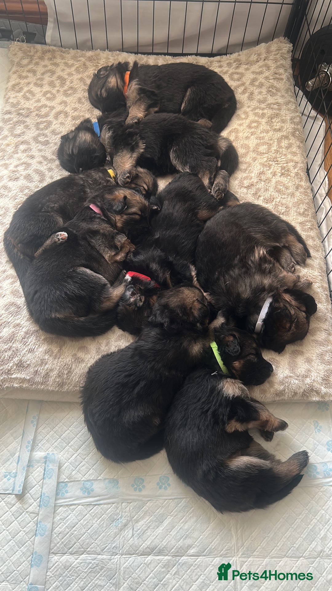 German Shepherd dogs for sale: German shepherd puppies Amber blood line  - Advert 20