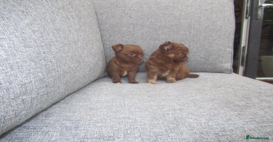 Chihuahua dogs - Advert 5