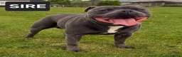 Staffordshire Bull Terrier dogs for sale: Champion stacked pedigree *Male pup *  - Advert 7