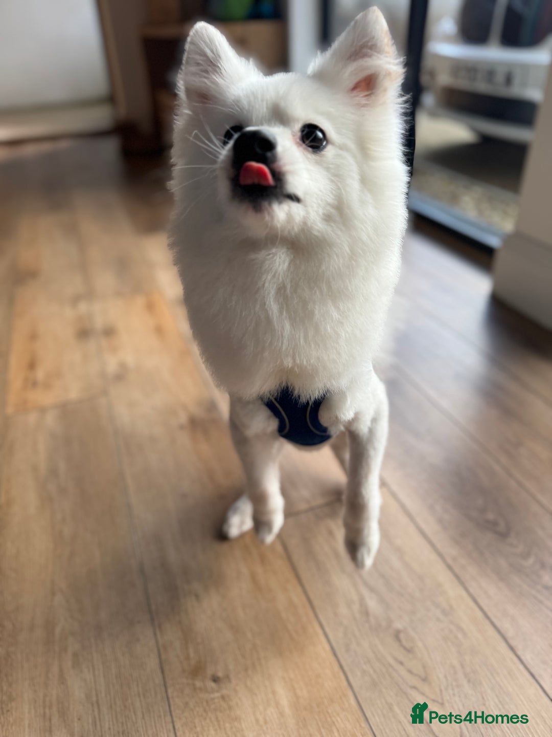 Pomeranian dogs for sale:  Rehoming Our Beloved Pomeranians - Image 9