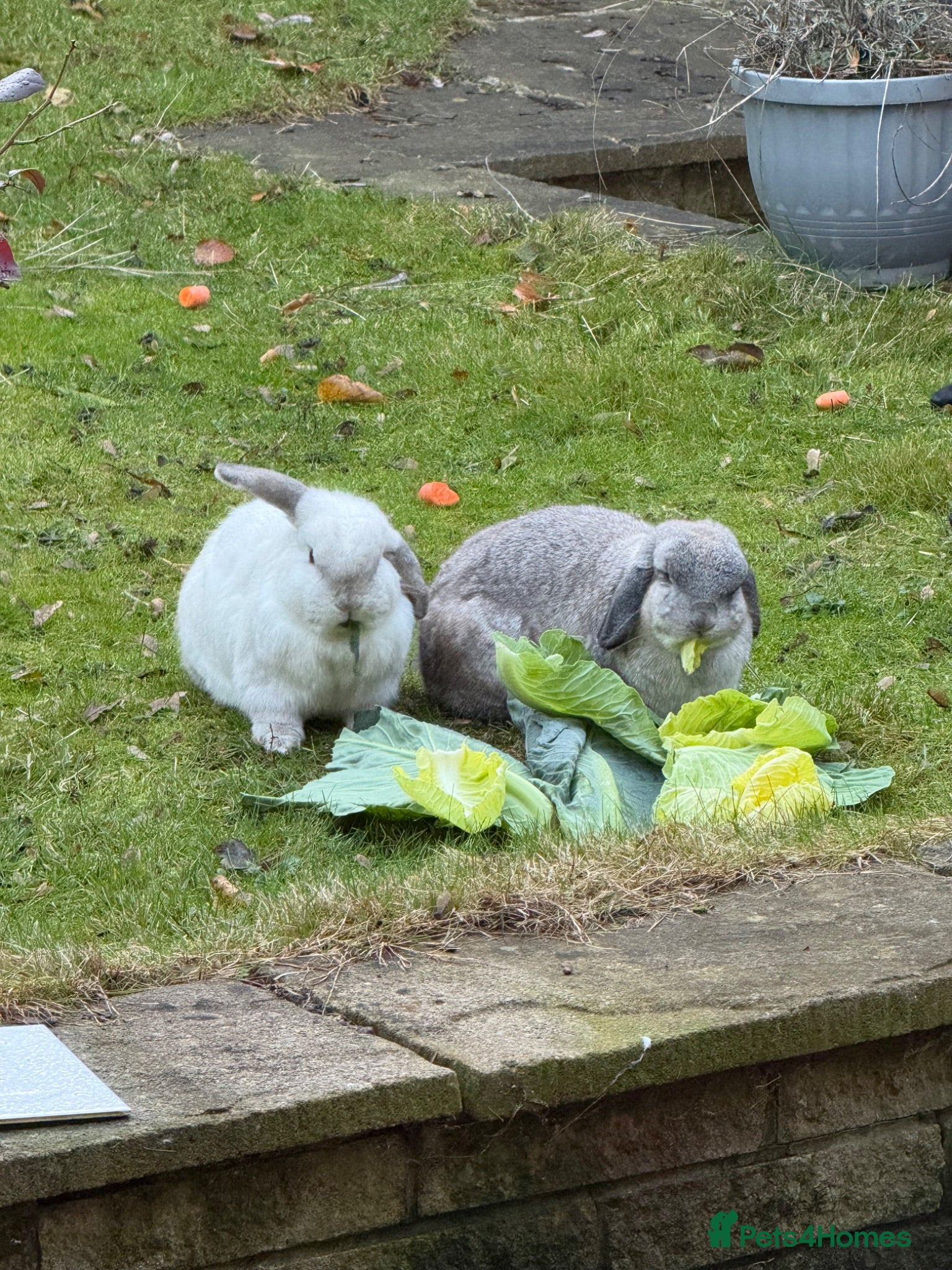 Mini Lop rabbits Free Rabbits - Advert 6