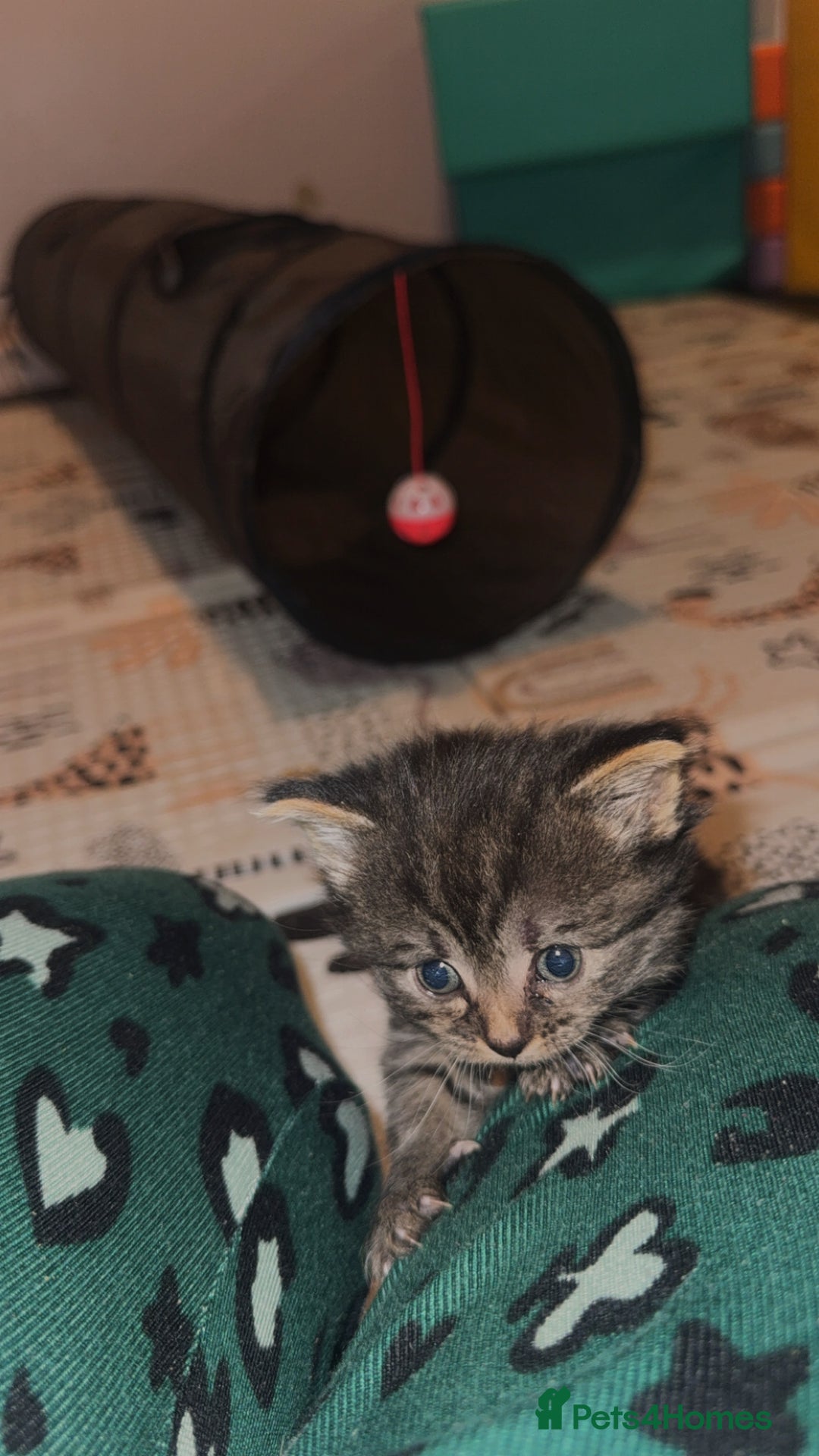 Ragdoll cats for sale: Ragdoll X Tabby  - Advert 4