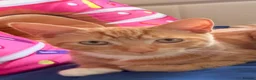 American Shorthair cats for sale: Short hair ginger cat - Advert 3