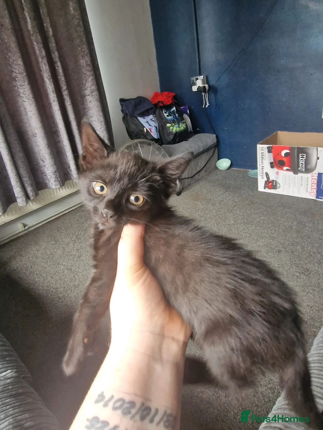 Mixed Breed cats for sale: 1 Male and 1 Female kitten in Seaford - Advert 2