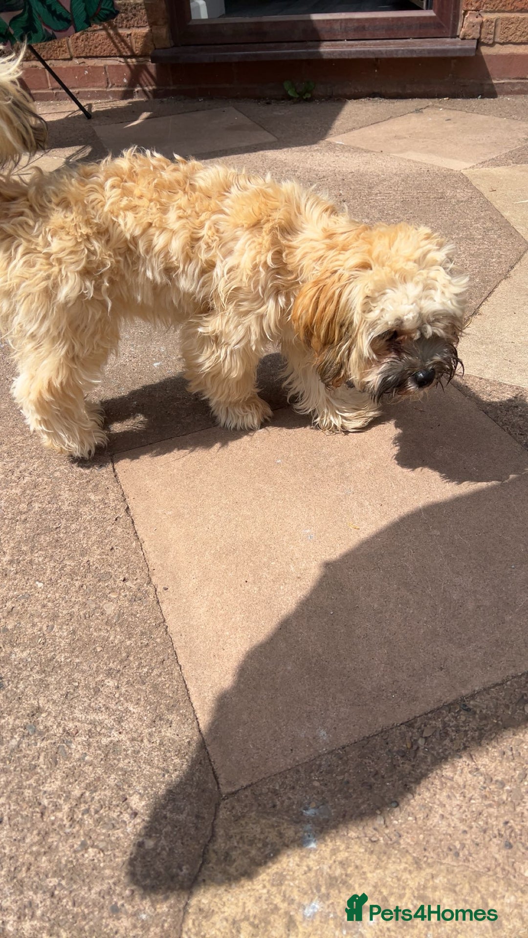 Shihpoo dogs for sale: Lovely shihpoo for rehoming - Advert 2