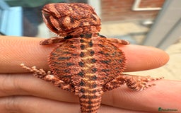 Bearded Dragon reptiles for sale: Red Monster x Spanish Red baby Bearded Dragons - Image 7