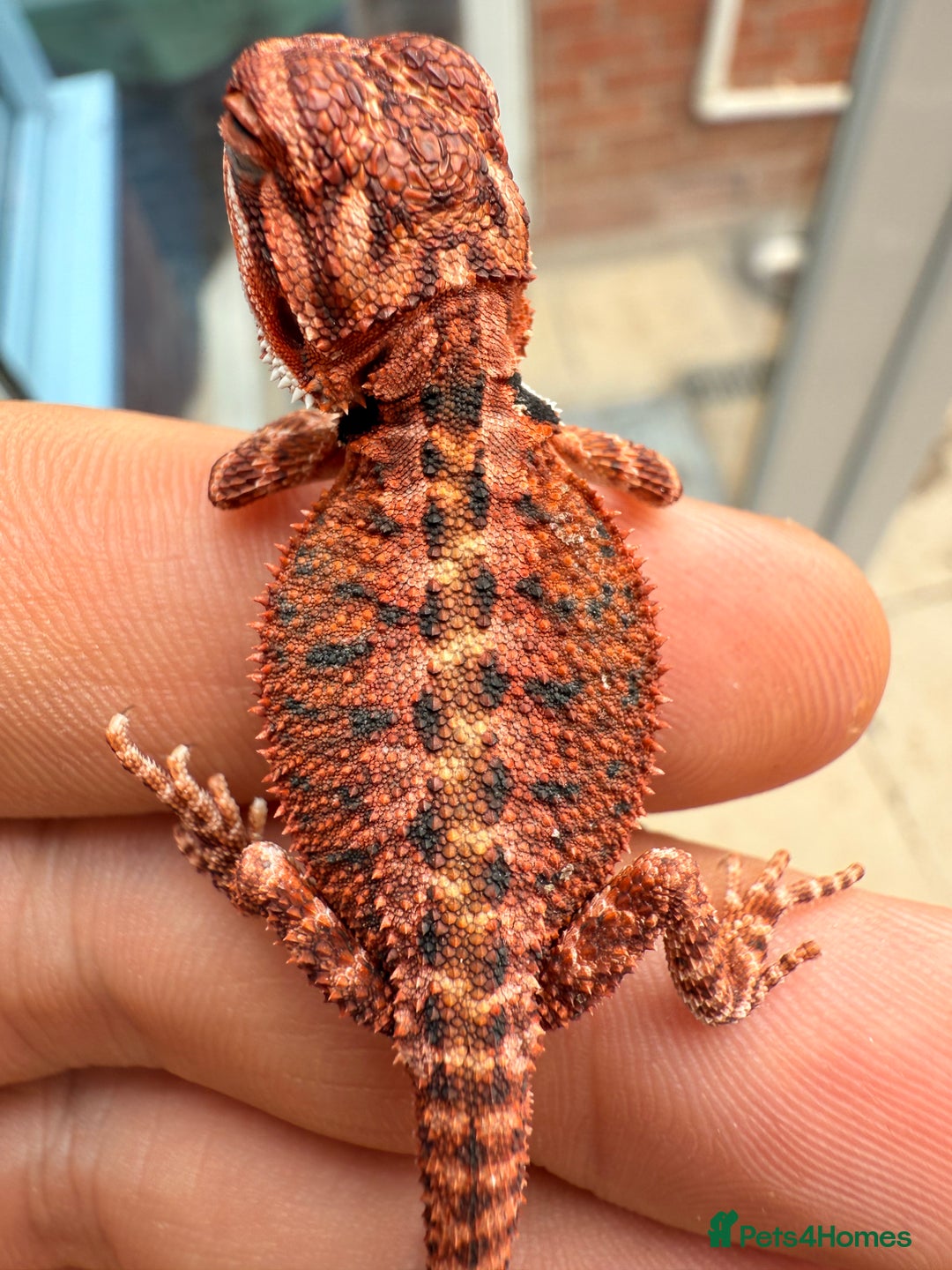 Bearded Dragon reptiles for sale: Red Monster x Spanish Red baby Bearded Dragons - Image 7