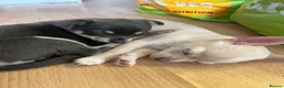 Chihuahua dogs for sale: 2 gorgeous little chihuahua girls - Advert 1