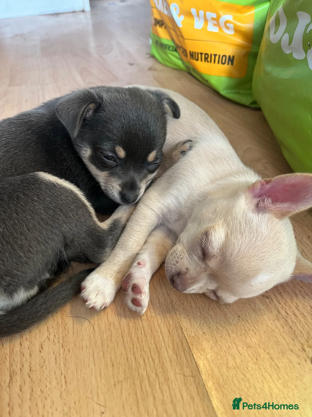 Chihuahua dogs for sale: 2 gorgeous little chihuahua girls - Advert 1