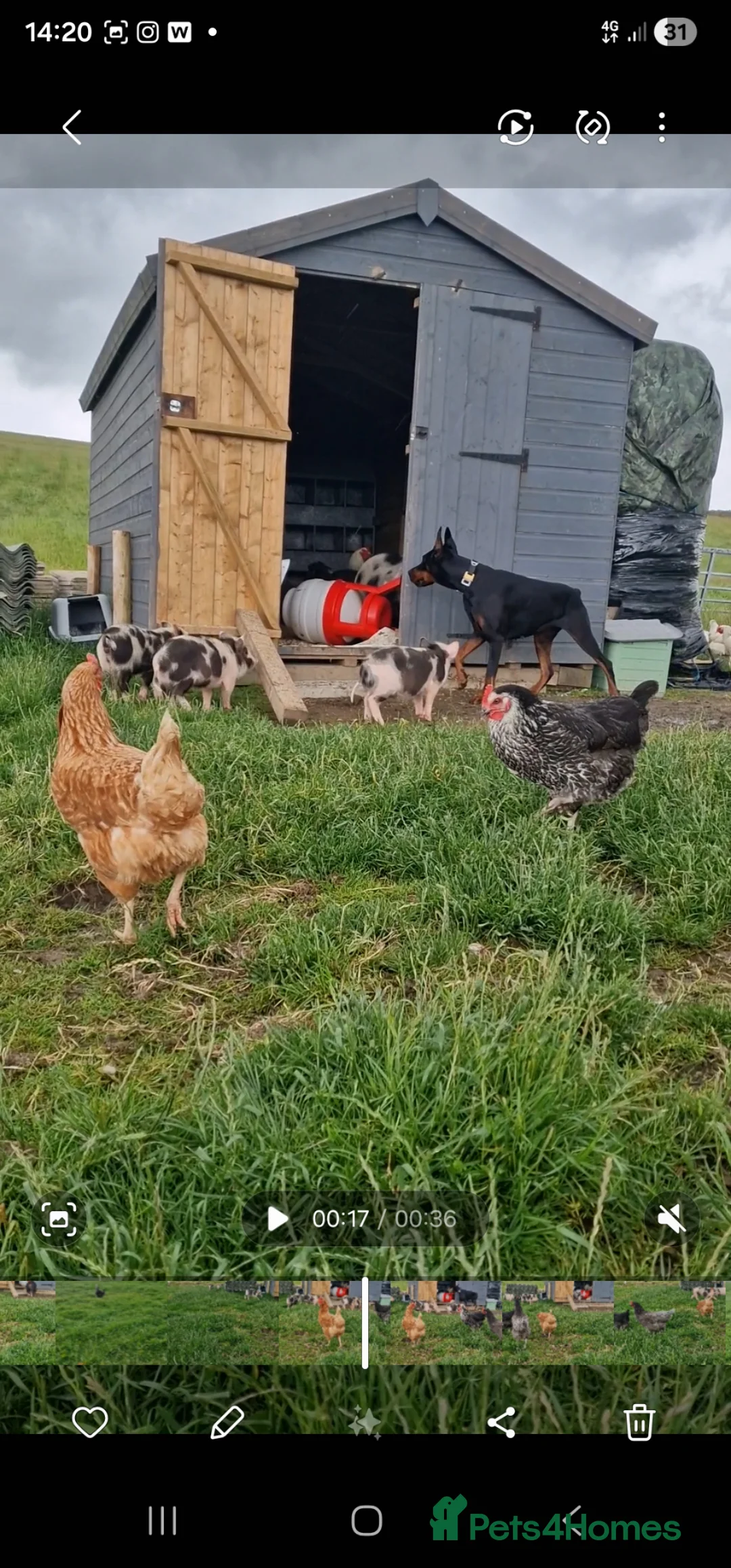 Pig livestock for sale: Super cute micro/mini and juliana pigs - Advert 2