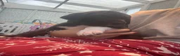Great Dane dogs for sale: Gorgeous litter of kc registered Dane puppy's  - Advert 6