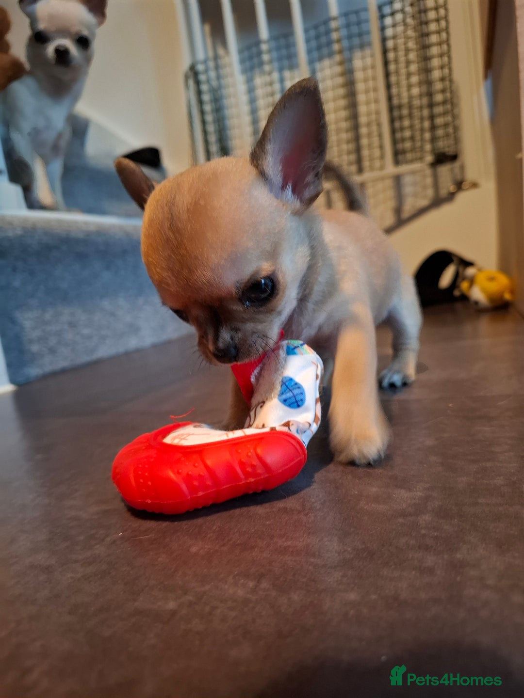 Chihuahua dogs for sale: Gorgeous Chihuahua puppies ❤️👑❤️ Bristol  - Advert 15