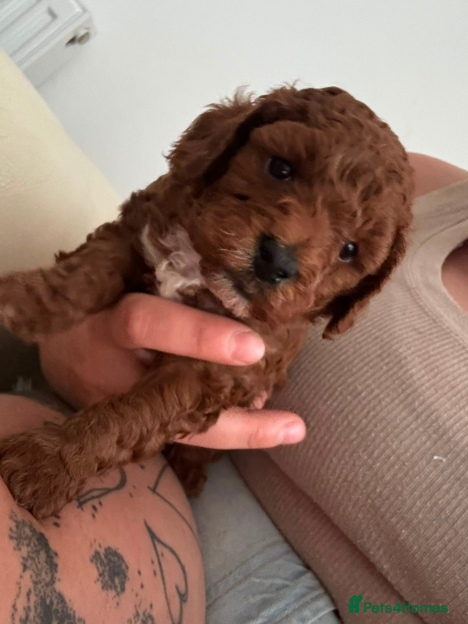 Toy Poodle dogs 🌟 Beautiful Toy Poodle Puppies 🌟 - Advert 20