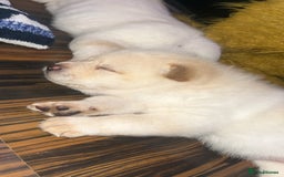 Siberian Husky dogs for sale: 3 fluffy chowski’s  - Advert 7