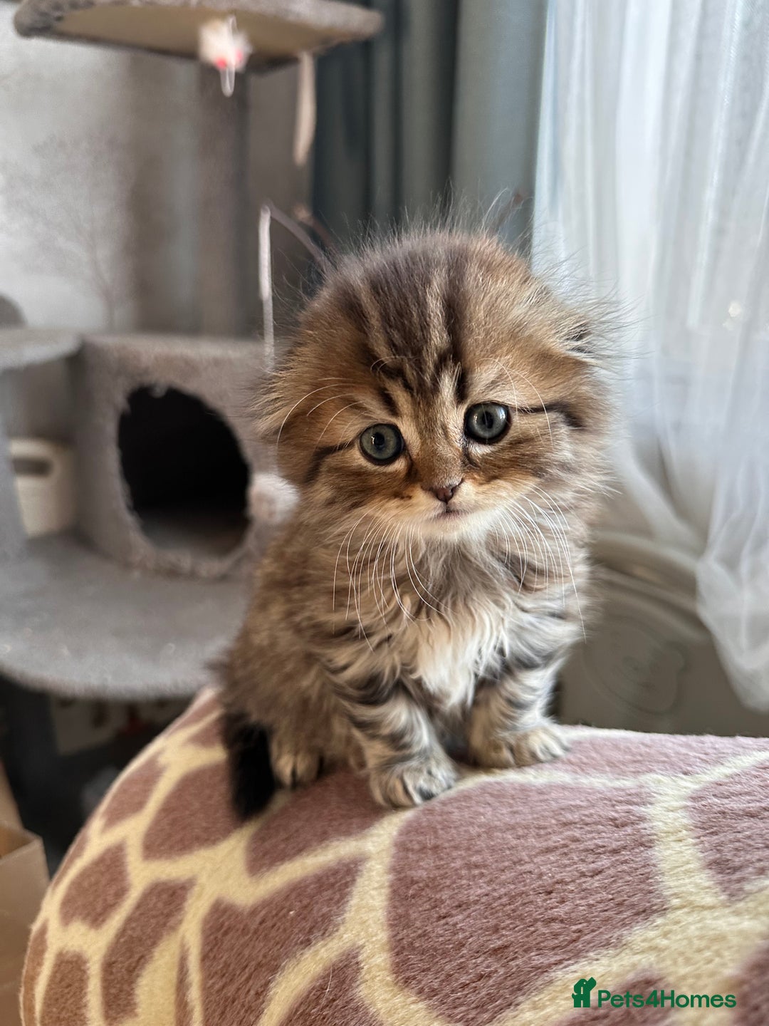Scottish Fold cats for sale: Adorable Scottish Fold Kittens Ready for New Homes - Image 24