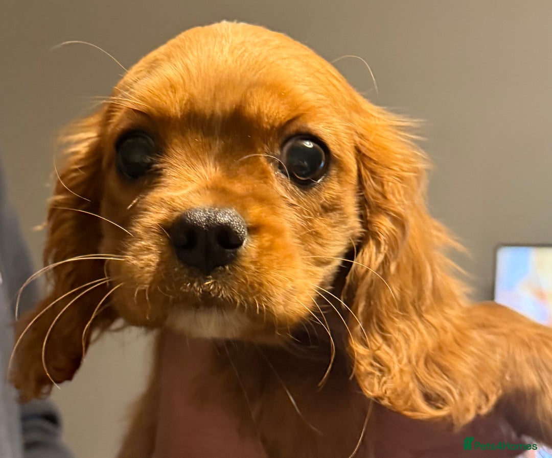 Cavalier King Charles Spaniel dogs for sale: ADORABLE HEALTH CLEAR CAVALIER KING CHARLES  - Advert 17