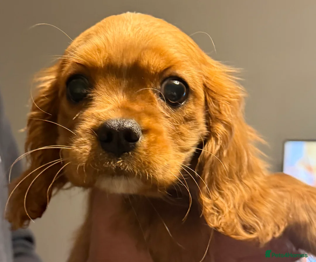 Cavalier King Charles Spaniel dogs for sale: ADORABLE HEALTH CLEAR CAVALIER KING CHARLES  - Advert 17