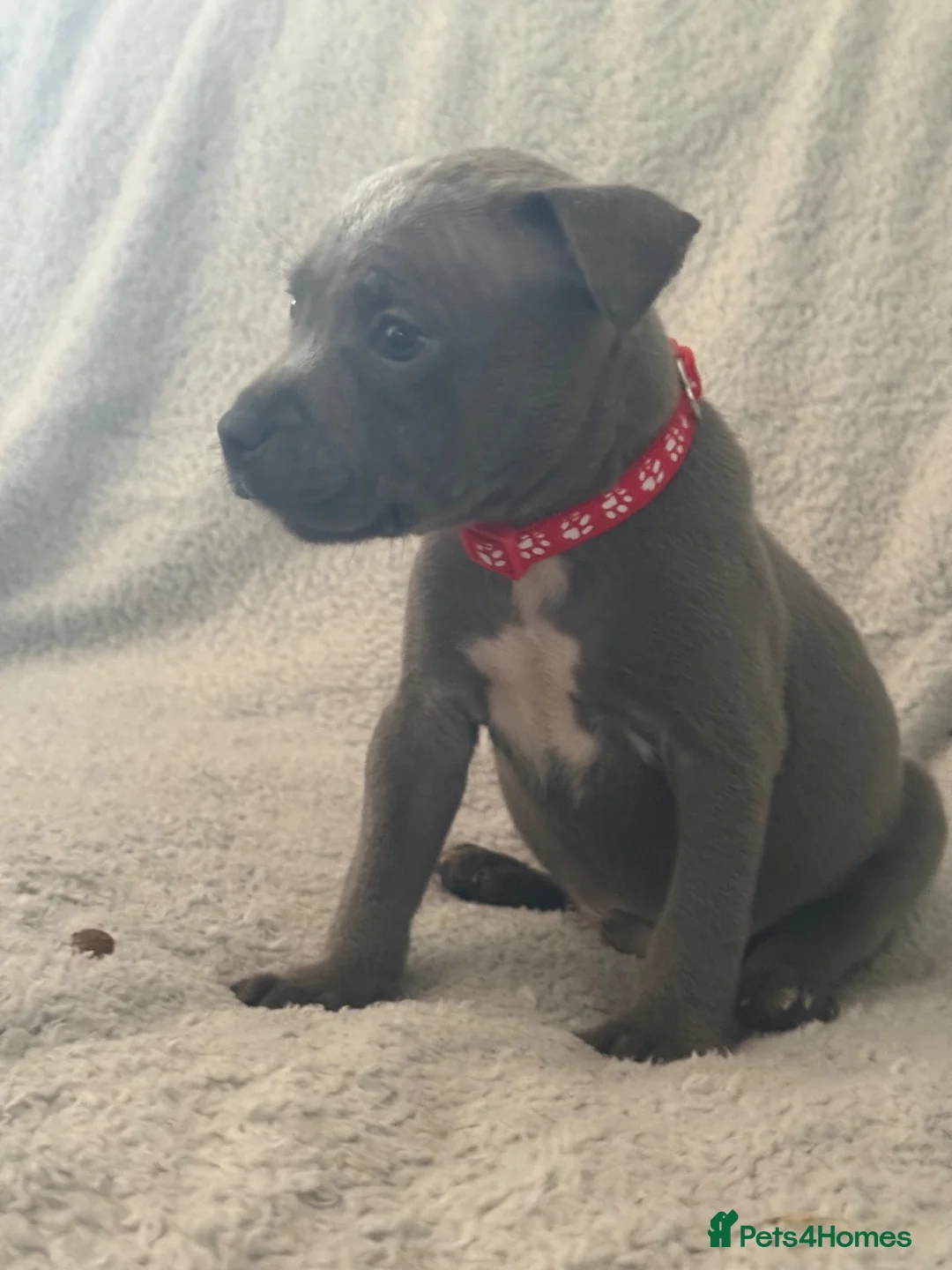 Staffordshire Bull Terrier dogs for sale: Blue Staffordshire Bull Terrier Puppies  - Advert 2
