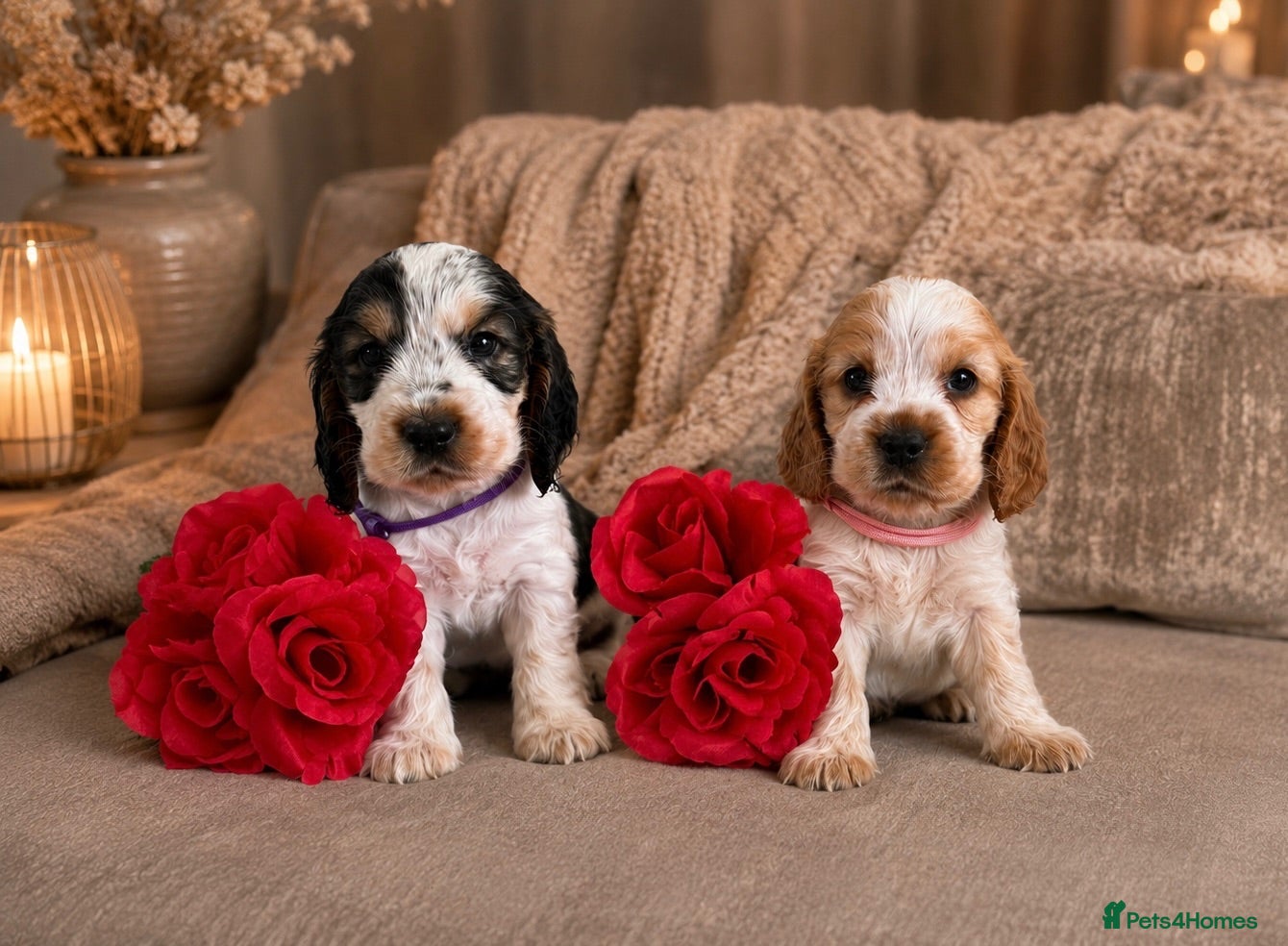 Cocker Spaniel dogs KC Registered Show Type Cocker Spaniel Puppies - Advert 2