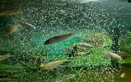 Koi Carp fish for sale: Koi 19weeks old - Image 3