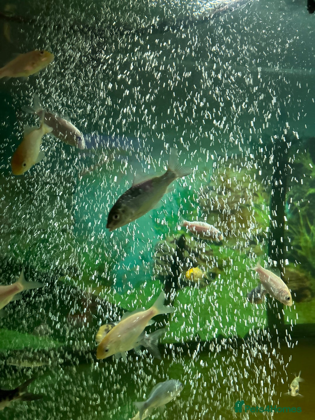 Koi Carp fish for sale: Koi 19weeks old - Image 3