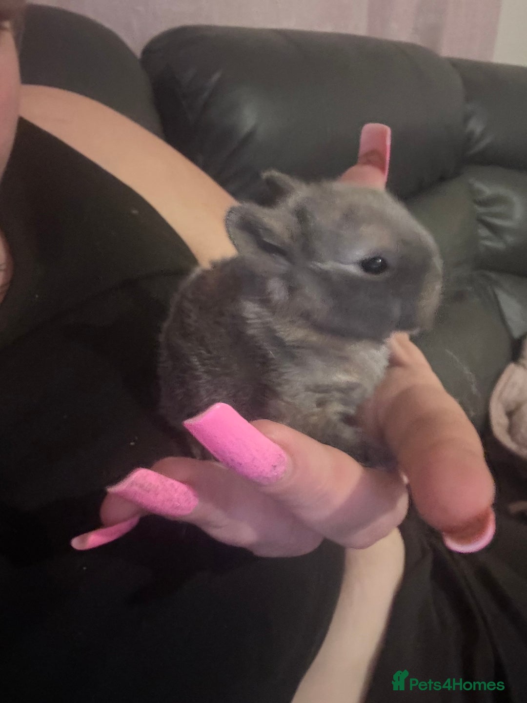 Mixed Breed rabbits for sale: Dwarf lop bunnies  - Advert 5