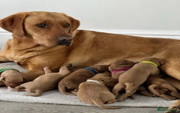 Labrador Retriever dogs for sale: Fox Red Labrador Puppies  - Image 17