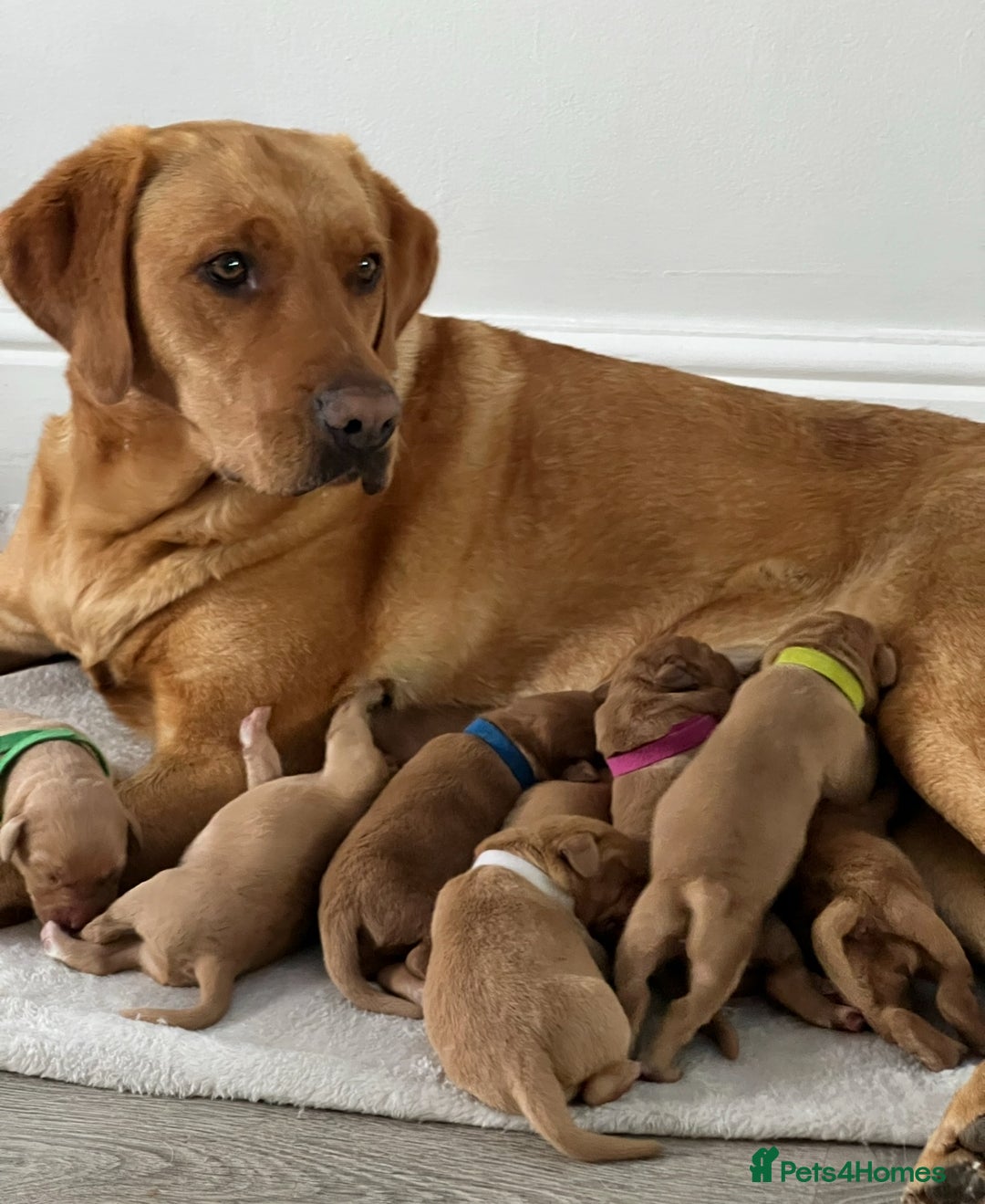 Labrador Retriever dogs for sale: Fox Red Labrador Puppies  - Image 17