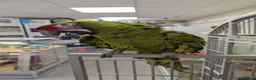 Macaws birds for sale: Hand reared military macaw super tame in Chorley - Advert 3
