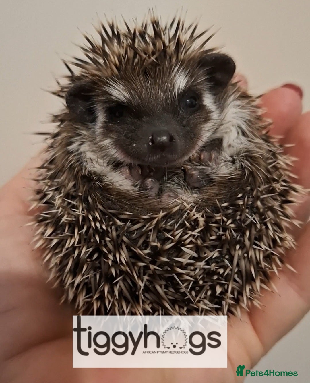 Pygmy Hedgehog rodents Handsome Male African pygmy hedgehogs  - Advert 1