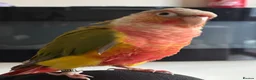 Conures birds for sale: Green cheek conure male DNA Certified - Advert 2