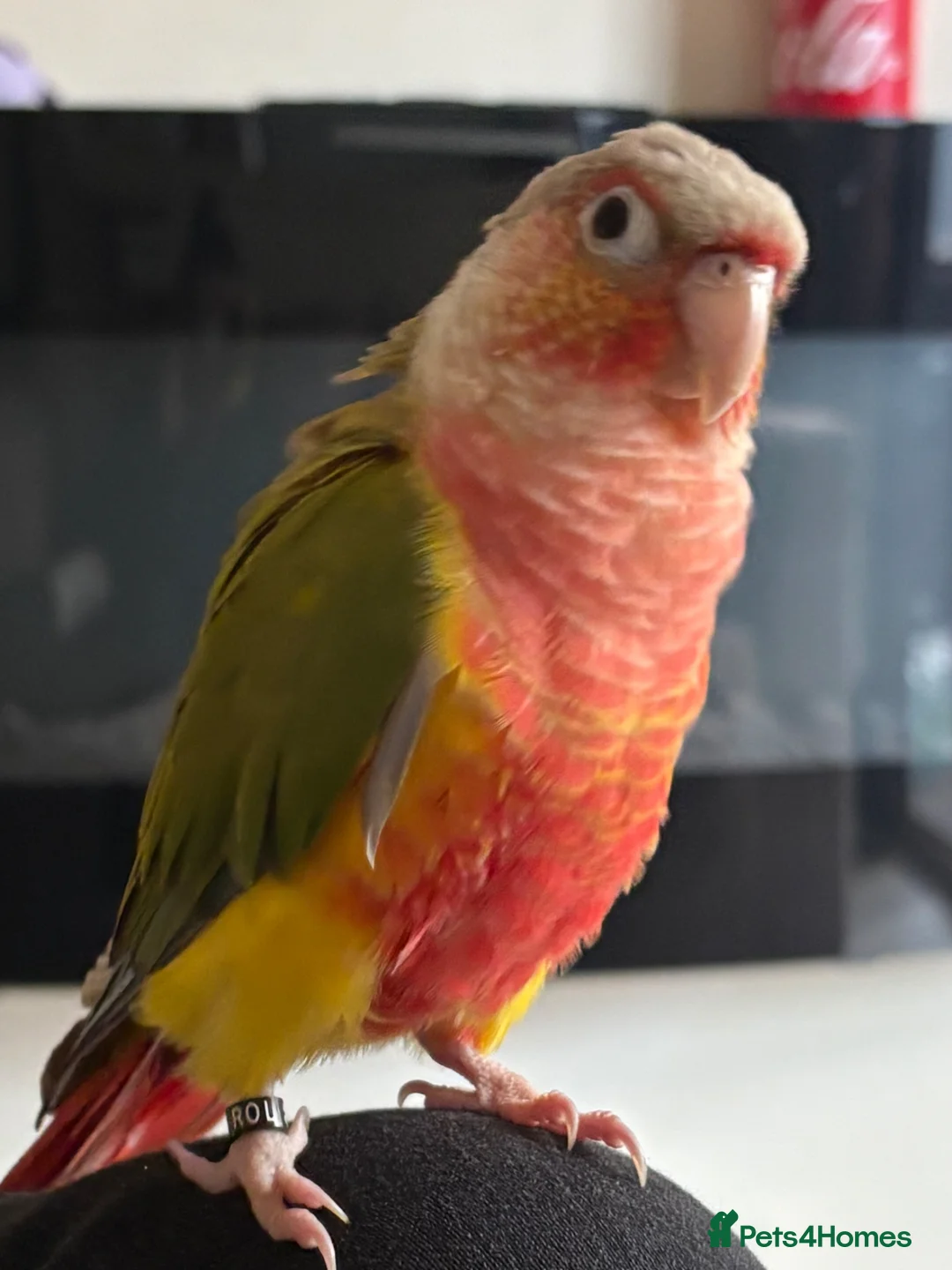 Conures birds for sale: Green cheek conure male DNA Certified - Advert 2