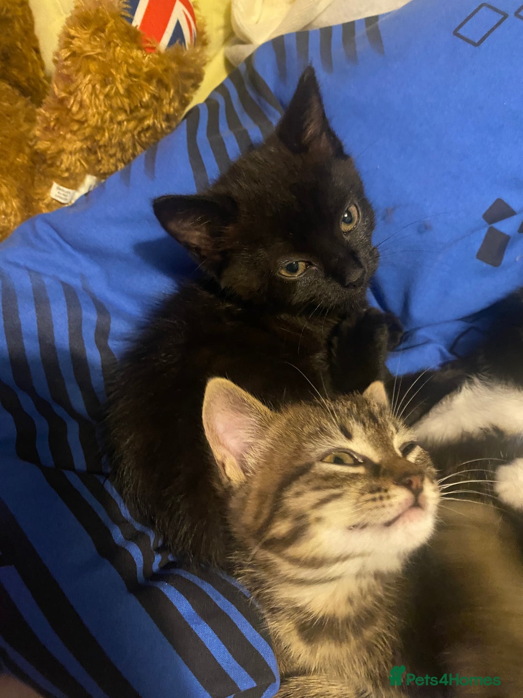 Mixed Breed cats for sale: 3 kittens available Portsmouth - Advert 18